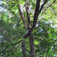 Cissus lonchiphylla Thwaites